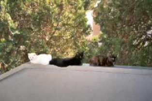 Gatti in relax sul tetto di casa