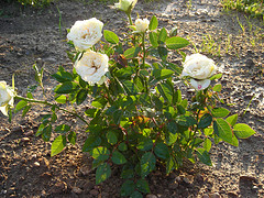 La rosa piantata sull'ultima dimora di Cipollina...